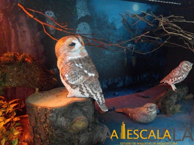 diorama avifauna