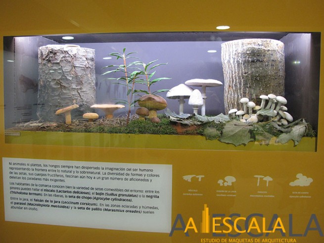 diorama reproduccion setas